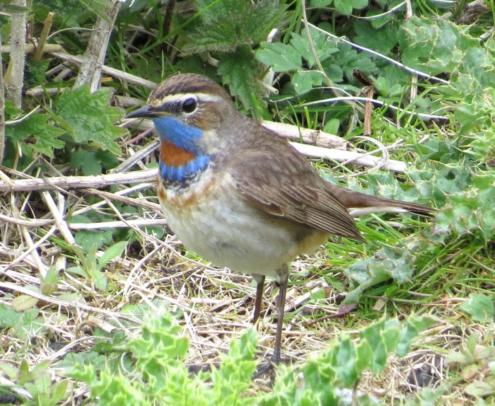 Red-spotted Bluethroat