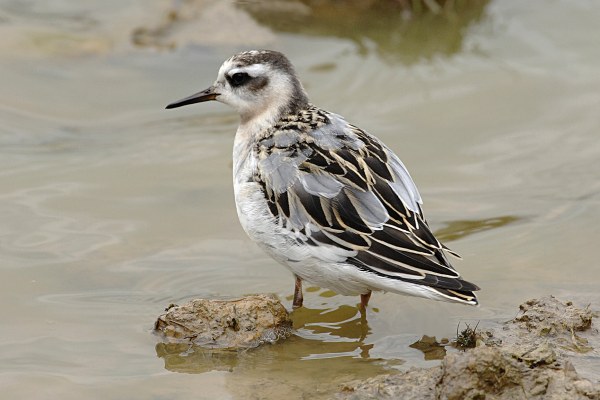Grey Phalarope