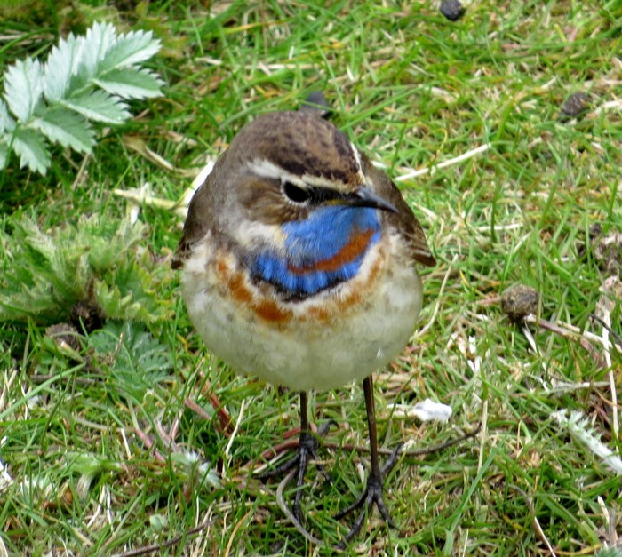 Red-spotted Bluethroat