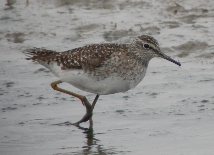 Wood Sandpiper
