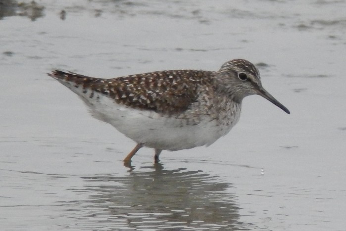 Wood Sandpiper