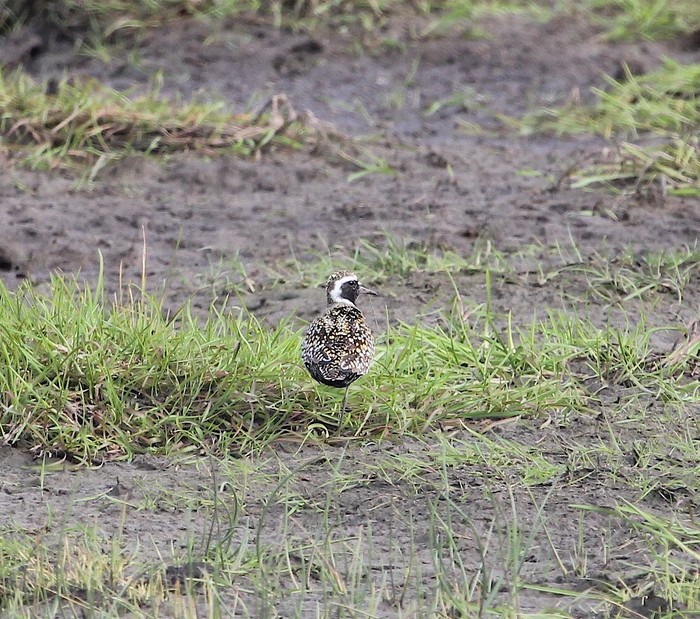 Pacific Golden Plover