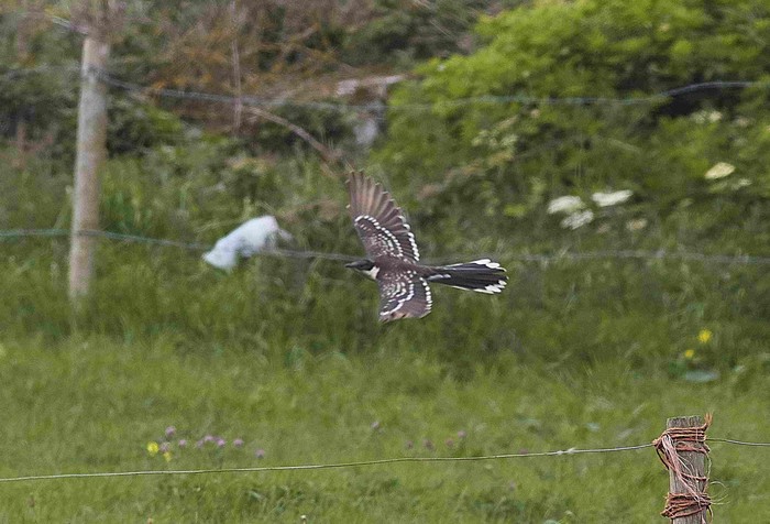 Great Spotted Cuckoo