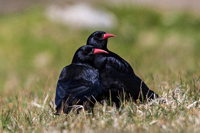 Chough