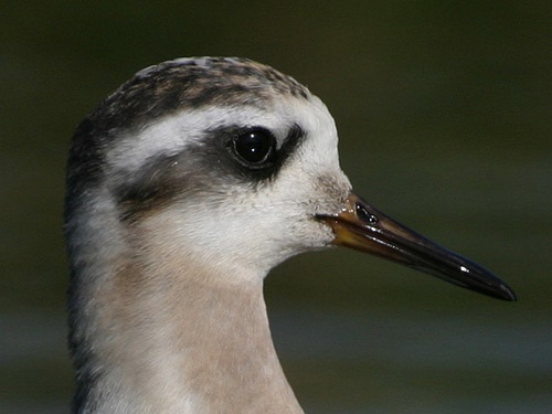 Grey Phalarope