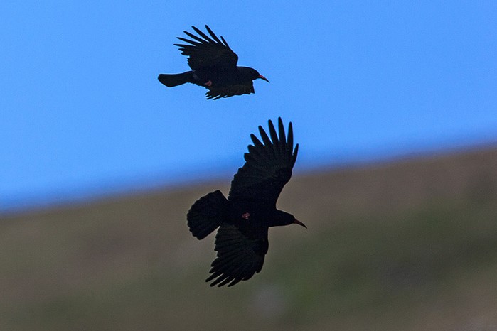 Chough