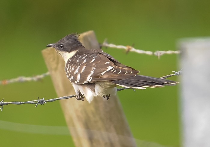 Great Spotted Cuckoo