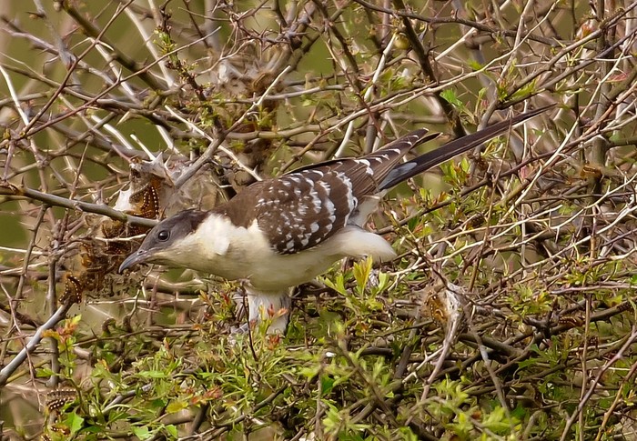 Great Spotted Cuckoo
