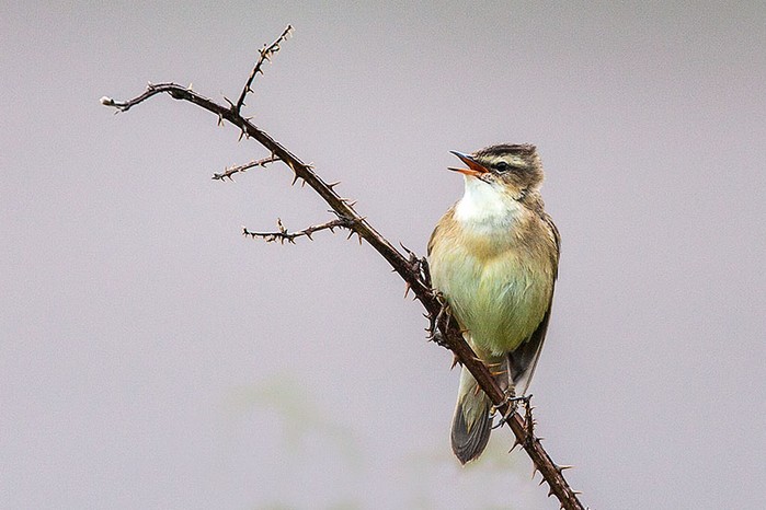 Sedge Warbler