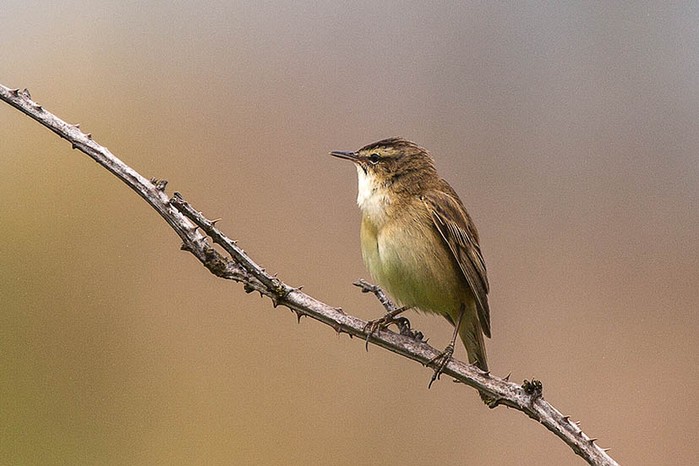 Sedge Warbler