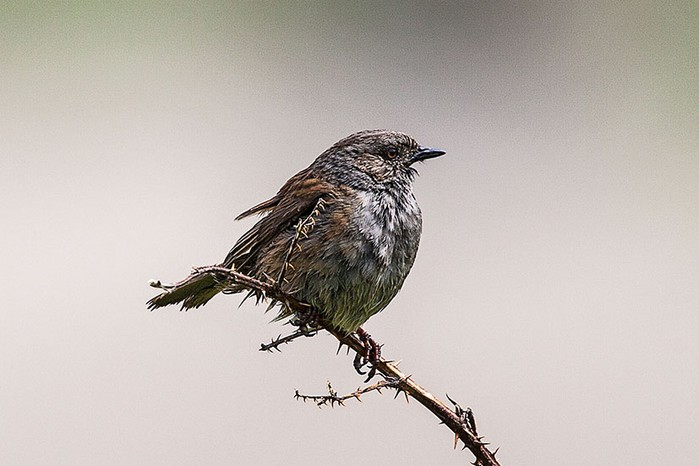 Dunnock