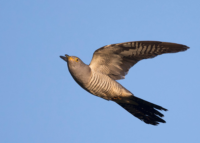 Cuckoo
