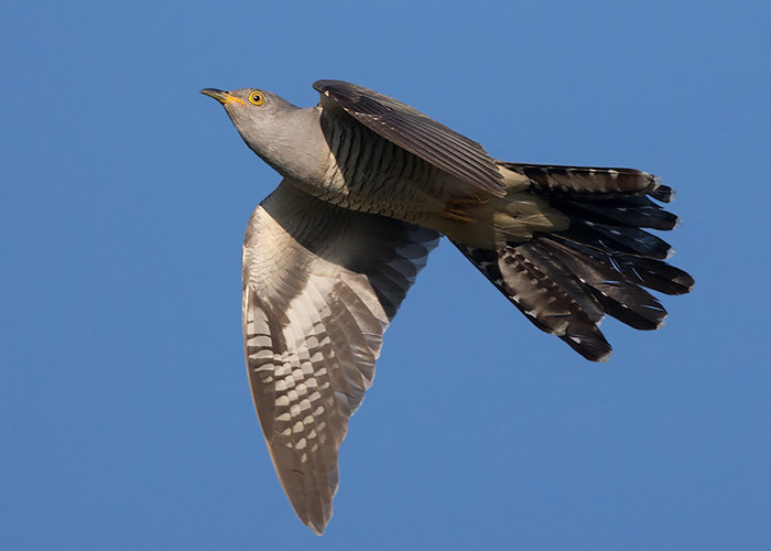 Cuckoo