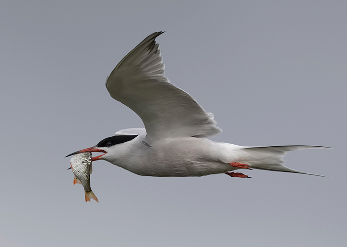 Common Tern