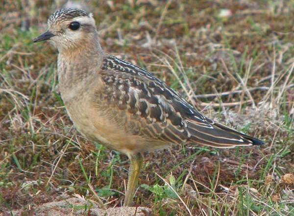 Dotterel