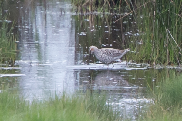 Stilt Sandpiper