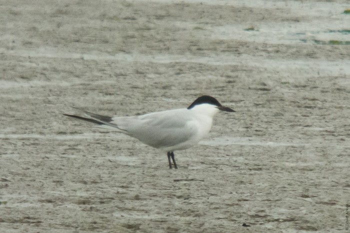 Gull-billed Tern