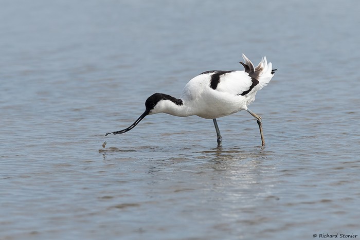 Avocet