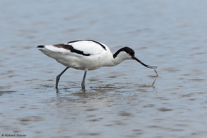 Avocet