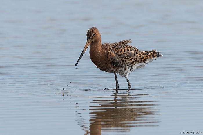 Black-tailed Godwit
