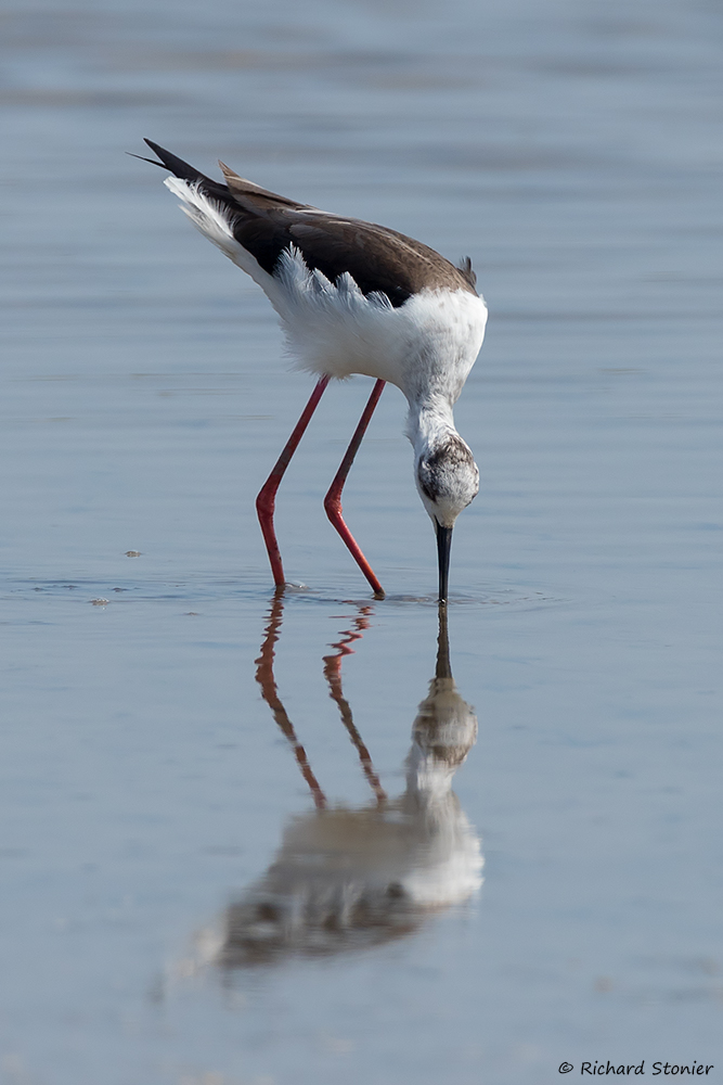 Black-winged Stilt