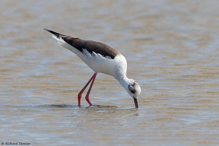 Black-winged Stilt