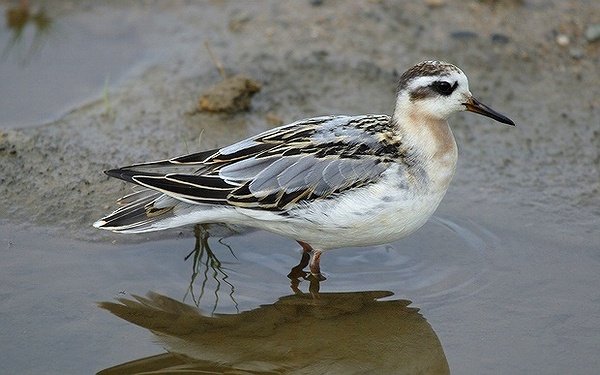 Grey Phalarope