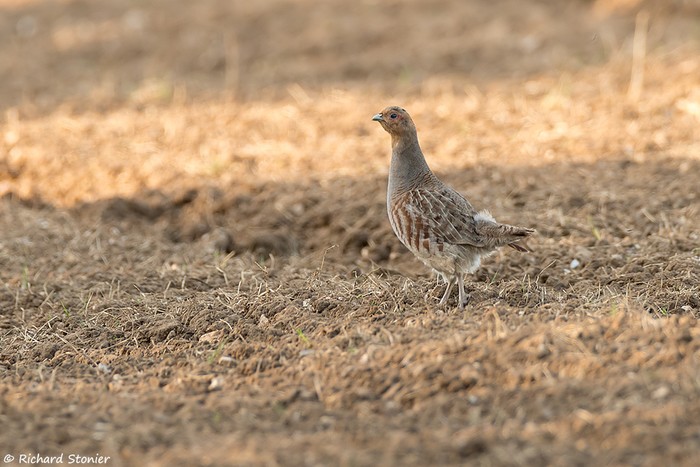 Grey Partridge