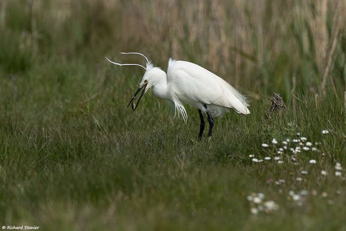 Little Egret