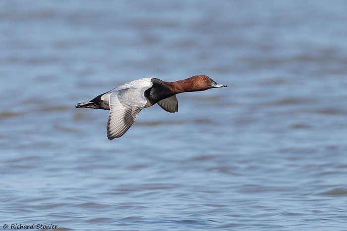 Pochard