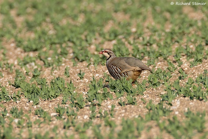 Red-legged Partridge