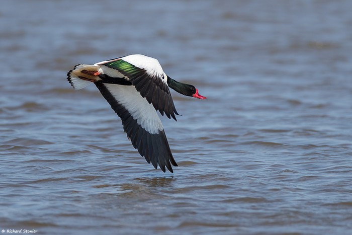 Shelduck
