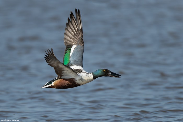 Shoveler