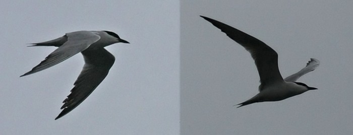 Gull-billed Tern