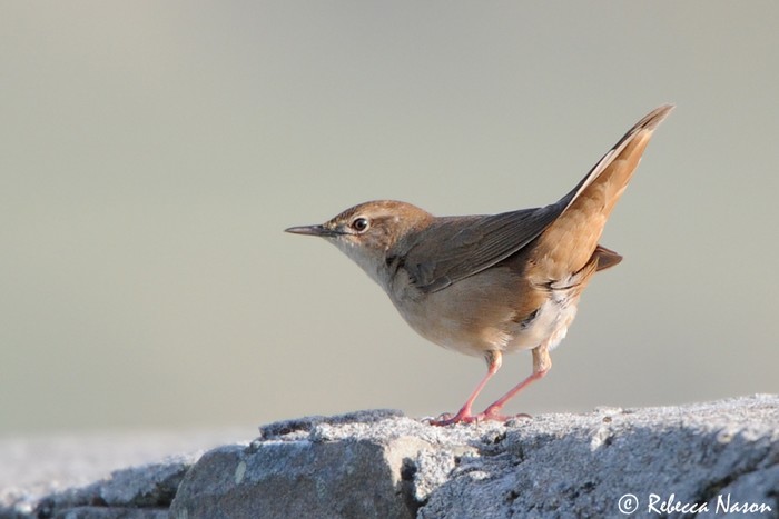 Savi's Warbler