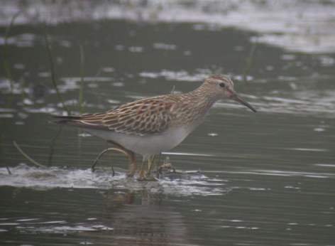 Pectoral Sandpiper