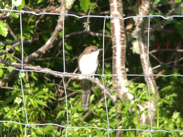 Black-billed Cuckoo
