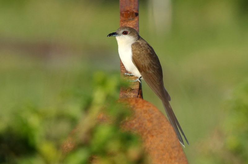Black-billed Cuckoo
