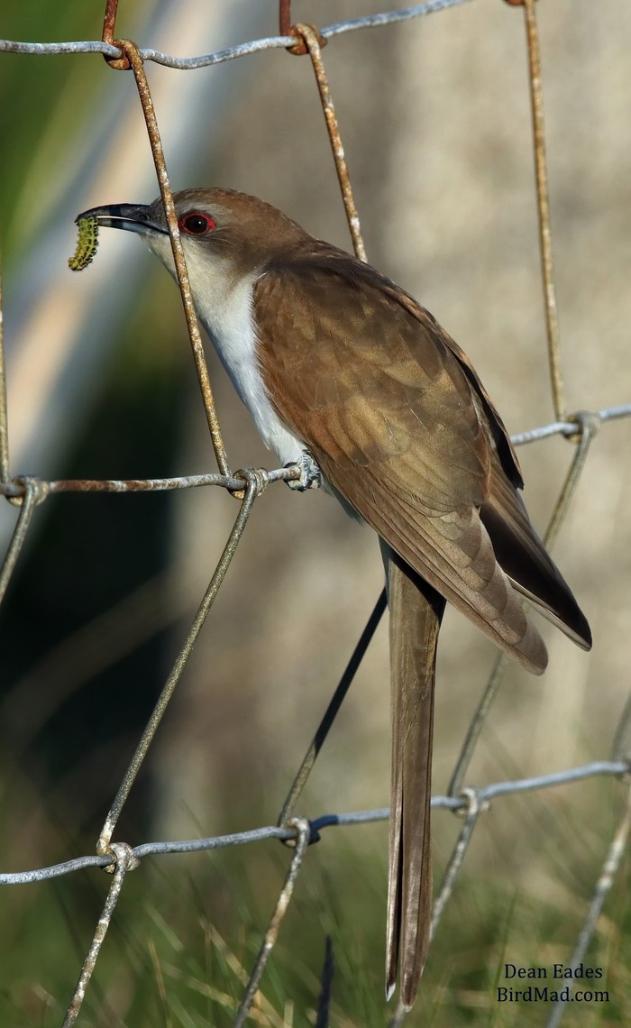Black-billed Cuckoo