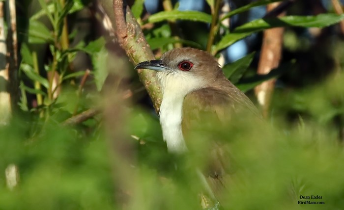 Black-billed Cuckoo