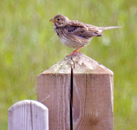 Corn Bunting
