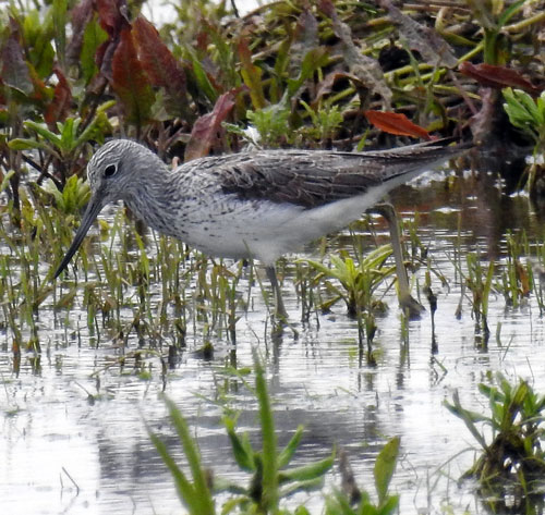 Greenshank