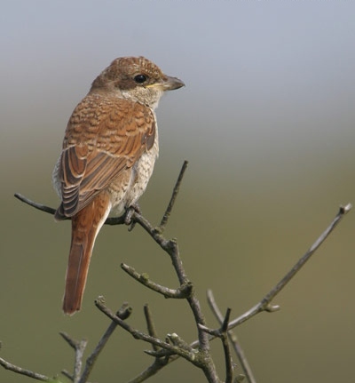 Red-backed Shrike