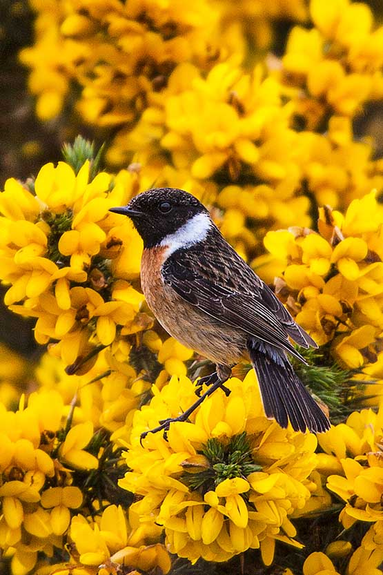 Stonechat