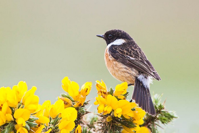 Stonechat