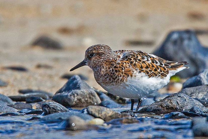 Sanderling