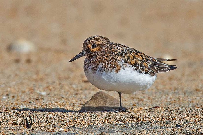 Sanderling
