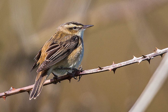 Sedge Warbler