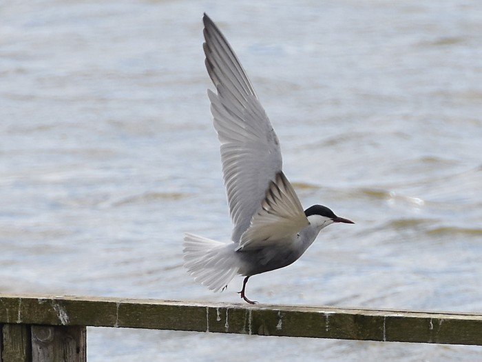 Whiskered Tern