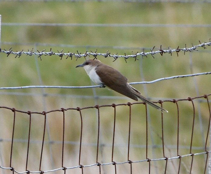 Black-billed Cuckoo